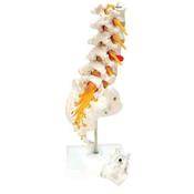 Life-Size Lumbar Vertebrae With Coccyx