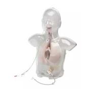 Nasogastric Training Manikin image