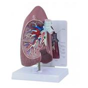 Lung Model