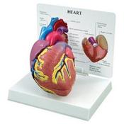 Heart Model