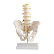 Life Size Pelvis Model with 5 Lumbar Vertebra