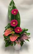 Aspidistra Twist image