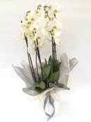 Large Orchid with pot