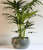 Kentia
