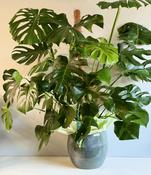 Monstera Deliciosa