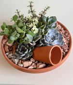 Succulents Arrangement