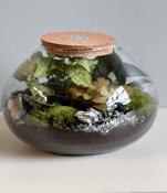 Terrarium