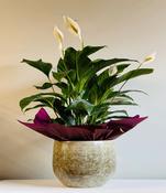 Peace Lilly