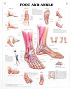 Foot &amp;amp; Ankle Chart