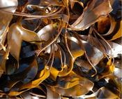 Organic Kelp (L.Digitata) Kombu