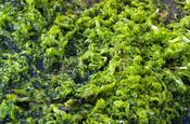 Irish Spirulina wholeleaf lactuca spiralis Whole leaf or Flaked image