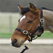 Turfmaster Headcollars- Yearling image