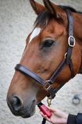 Liveryman Robin Horse Trimmers