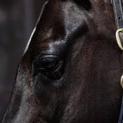 Smart Grooming Equine Make Up- Black