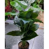 18 Head Artificial Plants 75cm (no includ folwer pot) image