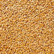 True Natural Goodness Organic Wheatgrass Grain image