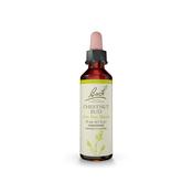 Bach Original Flower Remedy Chestnut Bud 'Learn From Mistakes' image