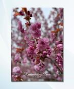 Pink Blossom Memorial Card