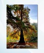 Personalised Autumn Tree Memorial Card