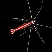 Cleaner Shrimp