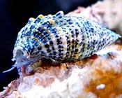 Cerith Sand Snail