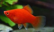Assorted Platy