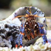 Blue Leg Hermit Crab