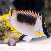 Magnificent Foxface