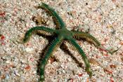 Brittle Starfish - Green