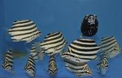 Stripey (Microcanthus strigatus)