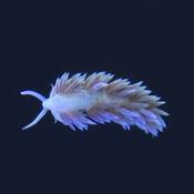 nudi berghia