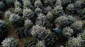 Wholesale Nordmann Fir Christmas Trees