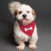 Personalised Red Polka Dot Dog Bandana - ForYou.ie image