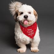 Personalised 'Too cute for the naughty list' Dog Bandana - ForYou.ie image
