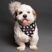 Personalised Santa Black Dog Bandana - ForYou.ie image