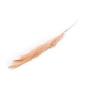 Single Brown Reed Stem image