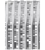 Stellar Rochester 6 Piece Steak Knife Set image