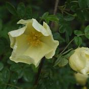 Rosa cantabrigiensis - Shrub Rose image