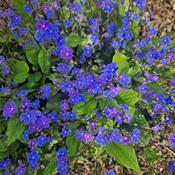 Omphalodes cappadocica Cherry Ingram image