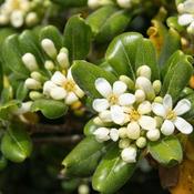 Pittosporum tobira 'Nanum'