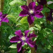 Clematis Warszawska Nike