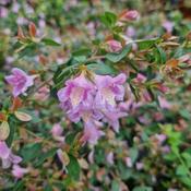Abelia parvifolia Bumblebee image
