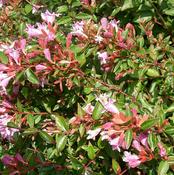 Abelia grandiflora Pink Pong image