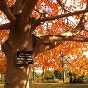 Acer rubrum Autumn Flame image