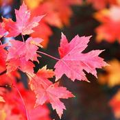 Acer x freemanii Autumn Blaze (syn. Jeffersred)