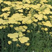 Achillea millefolium Sunny Seduction