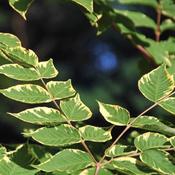 Aralia elata Aureovariegata