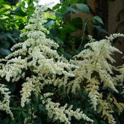 Astilbe Bridal Veil image