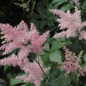 Astilbe Peach Blossom image