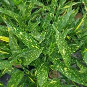 Aucuba japonica Ashmount image